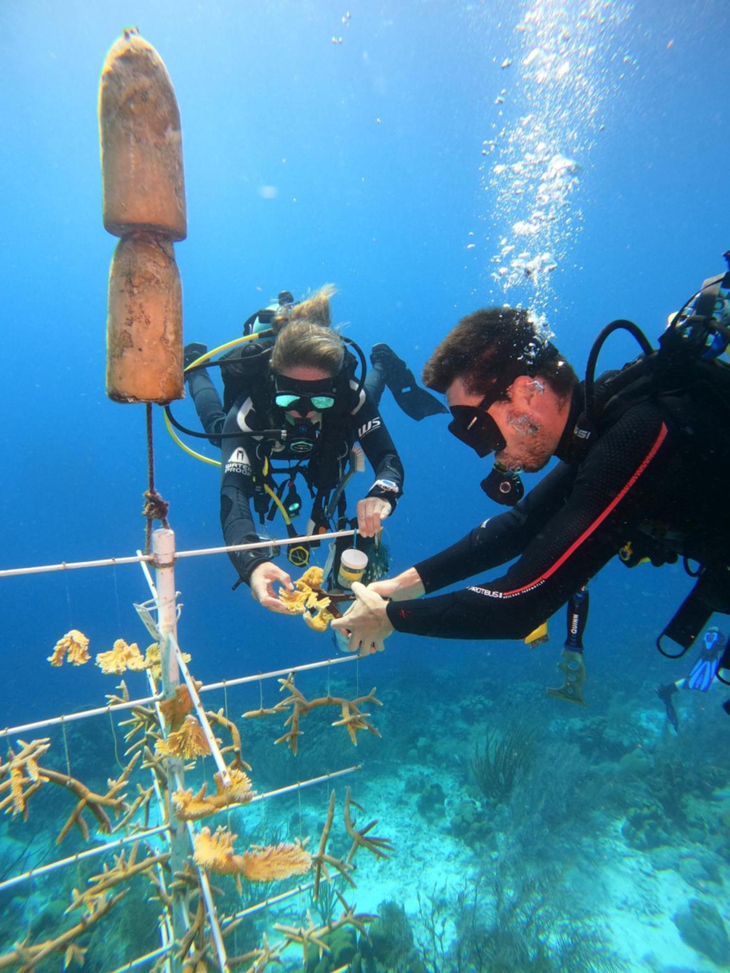Bloozz Resort Bonaire Kralendijk  Bagian luar foto